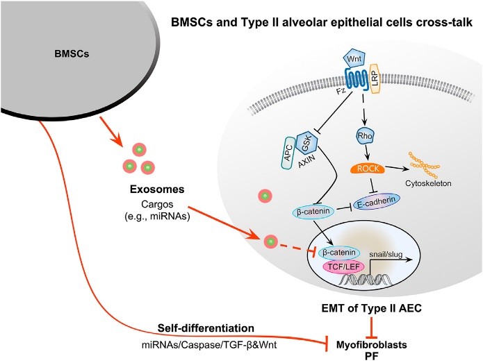 Elucidating the therapeutic potential of BMSC-derived exosomes for PF. (Xie, et al., 2020)