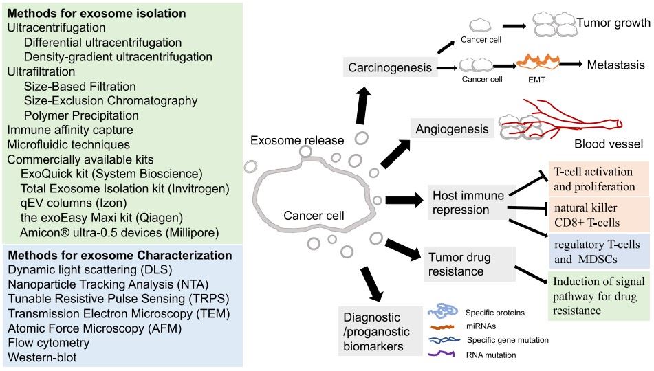 Tumor-derived exosomes role. (Li, et al., 2021)