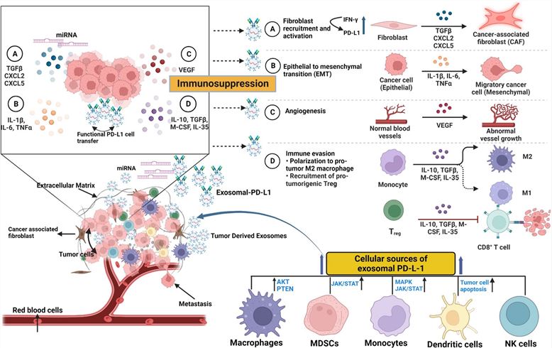 Exosome-associated lung cancer drug resistance. (Khan, et al., 2023)