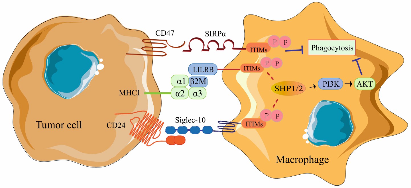 The roles of macrophages in tumor antigen recognition disorder. (Qiu, et al., 2021)