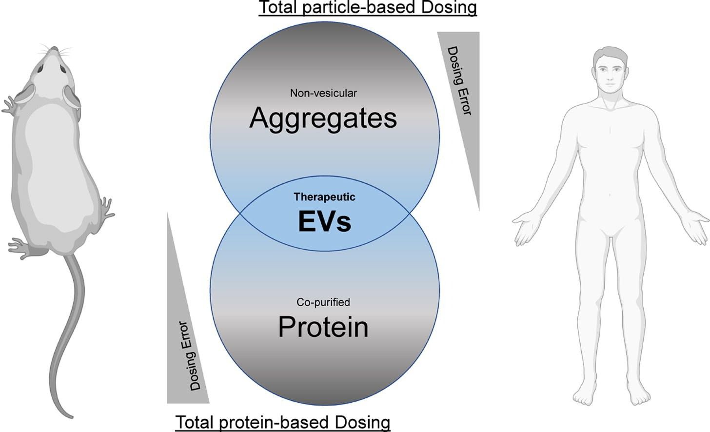 Dosing varies depending on the disease model. (Gupta, et al., 2021)