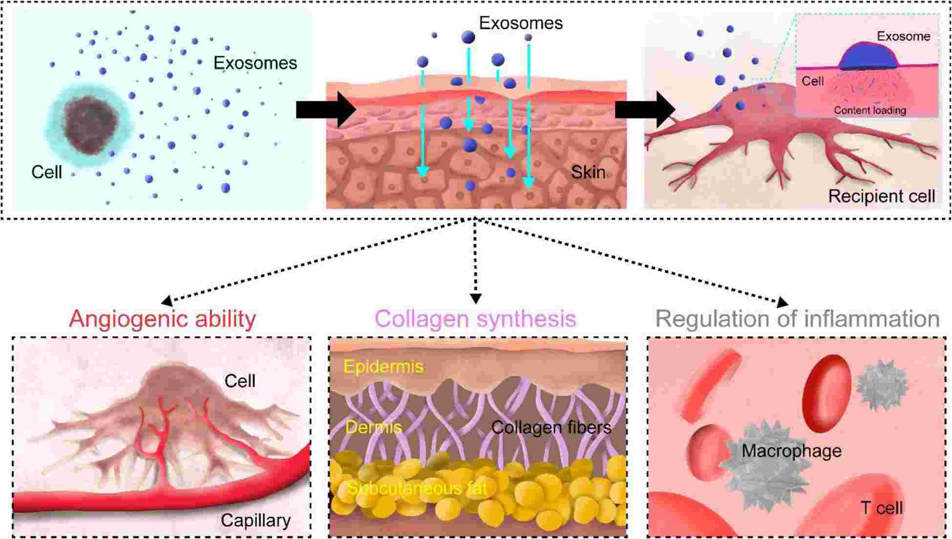 Schematic representation showing skin regenerative abilities of exosomes.