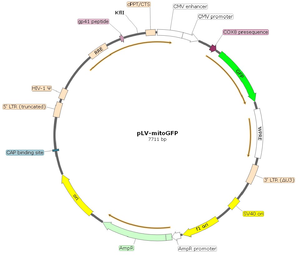 Lentiviral vector plasmid pLV-Mito-GFP