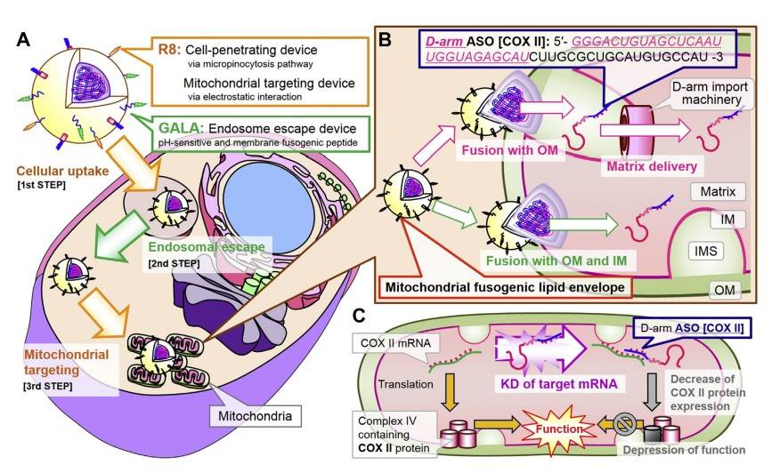 Graphical summary of CRISPR/Cas9 delivery into the mitochondria