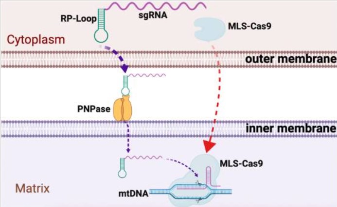 Graphical summary of CRISPR/Cas9 delivery into the mitochondria