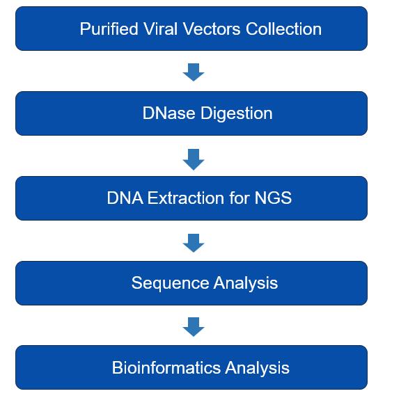 Fig.1Viral genome sequencing workflow（Creative Biolabs Original）