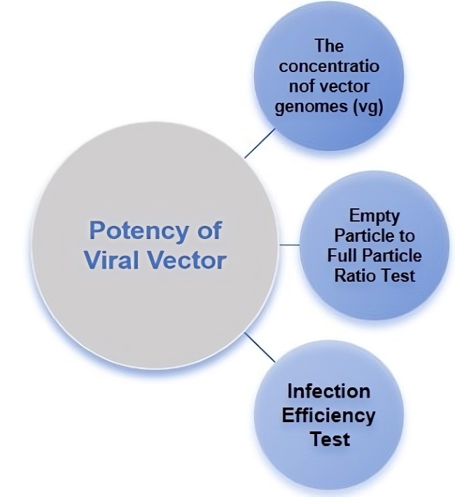 The potency test of viral vectors. (Creative Biolabs Original)