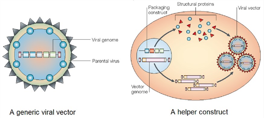 Gene Knockout/mutation - Creative Biolabs