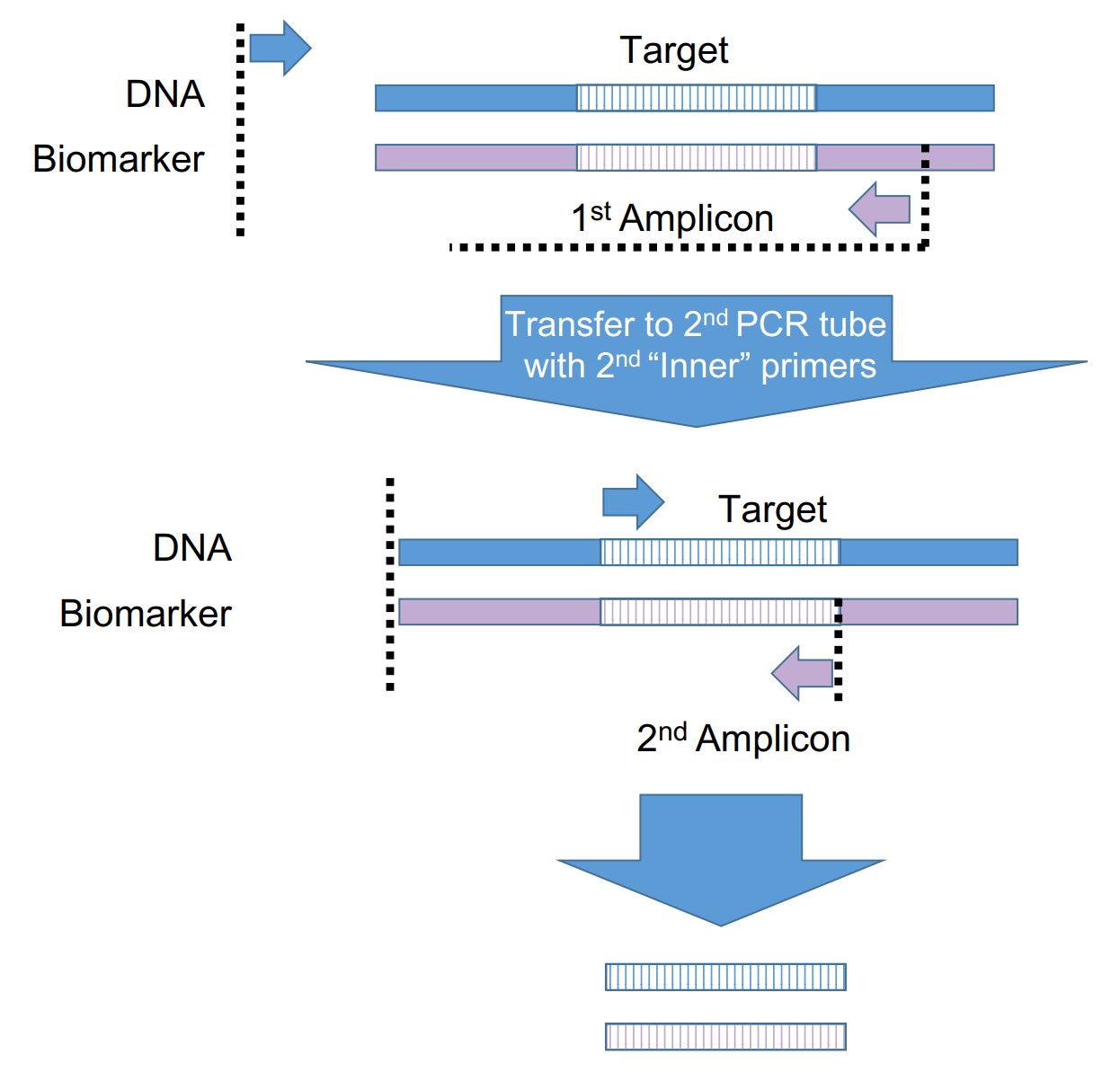 The schematic diagram of nested PCR principle