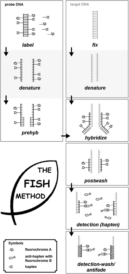 Principle of FISH.