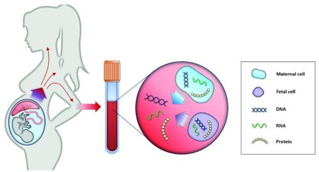 Principle of non-invasive prenatal testing.