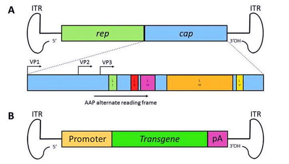 AAV Design Services for Gene Addition.