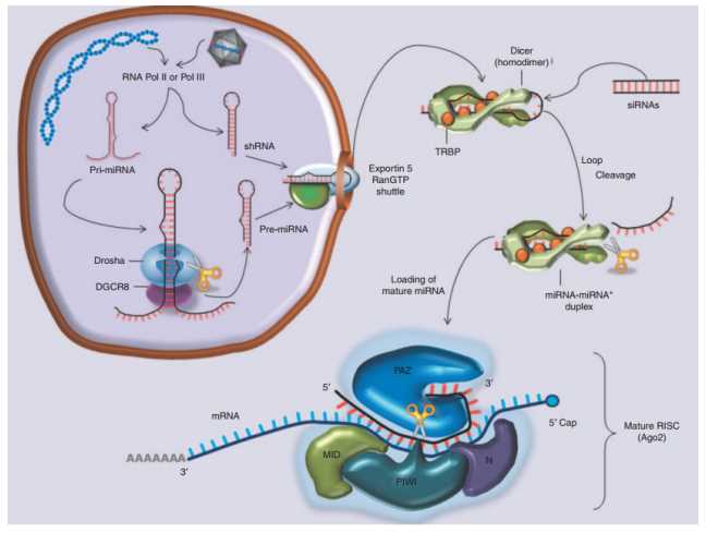 RNAi and miRNA biogenesis.