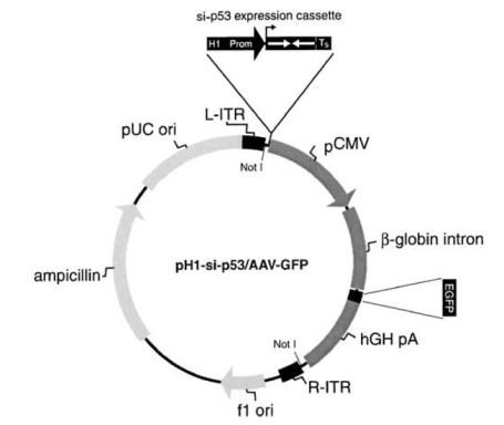 Schematic representation of a modified AAV vector for the delivery of p53 siRNA.