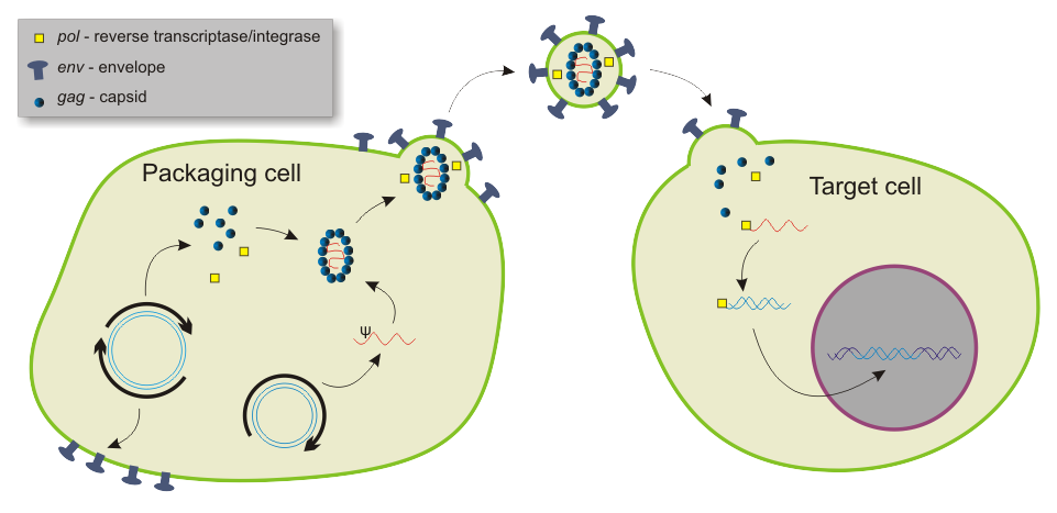 Vectors in gene therapy.