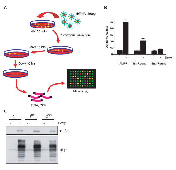  shRNA library screening of Abl kinase-induced cell detachment.