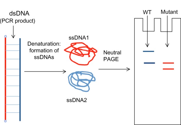 The single-strand conformation polymorphism process.