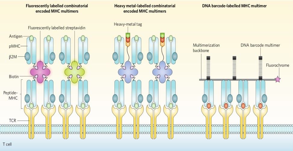 MHC multimer technology for probing antigen specificity.