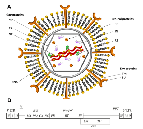 Schematic representation of the immature MLV particle and MLV genome. 