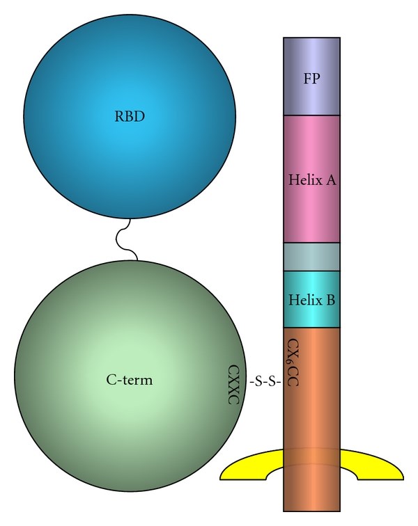  MLV envelope protein. 