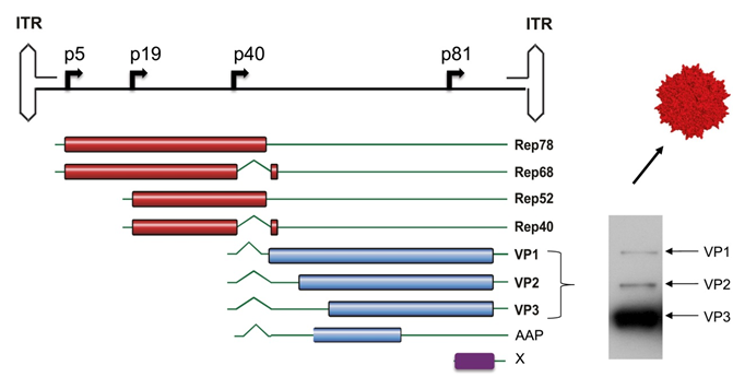 AAV 2 vector genome conformation.