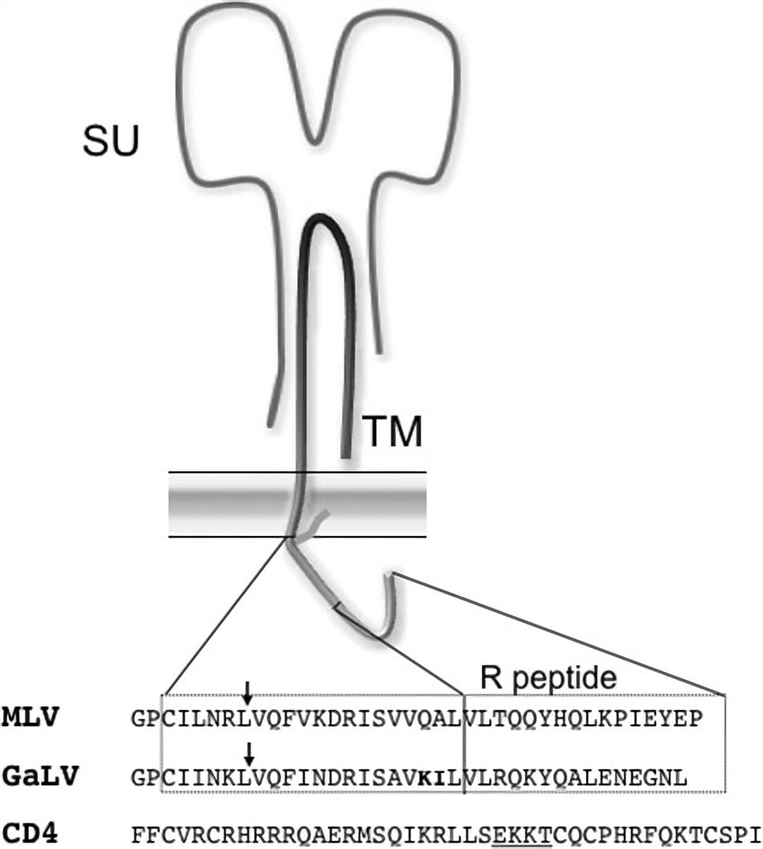 Schematic of murine leukemia virus (MLV) and GaLV Env protein. 