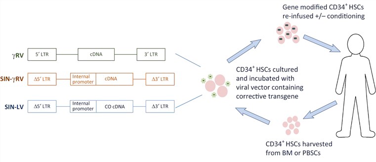  HSC gene therapy by viral gene transfer vector. 