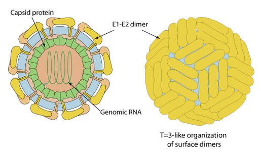 Hepacivirus. (From ViralZone) 