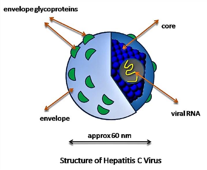 Structure of hepatitis C virus.