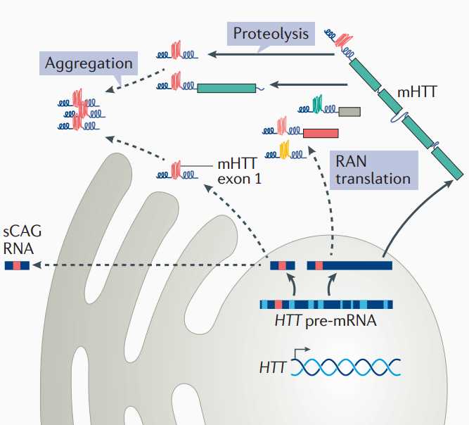 Pathogenesis of HD.