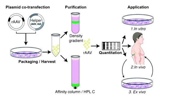 Adeno-associated Virus for Cancer Gene Therapy.