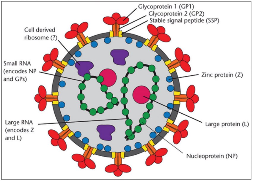  Illustrated structure of Lassa fever virus.