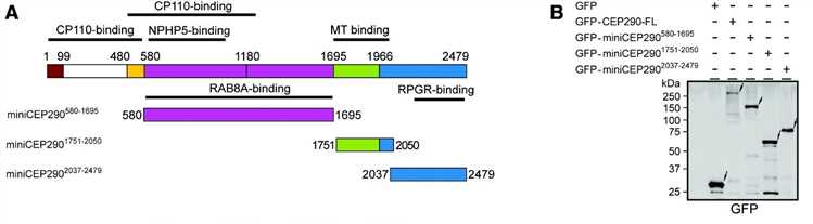 Generation and characterization of miniCEP290s.