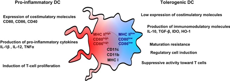 DC cell functions in immune modulation. 