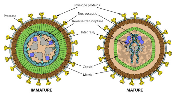 Human T-cell leukemia virus type I. 