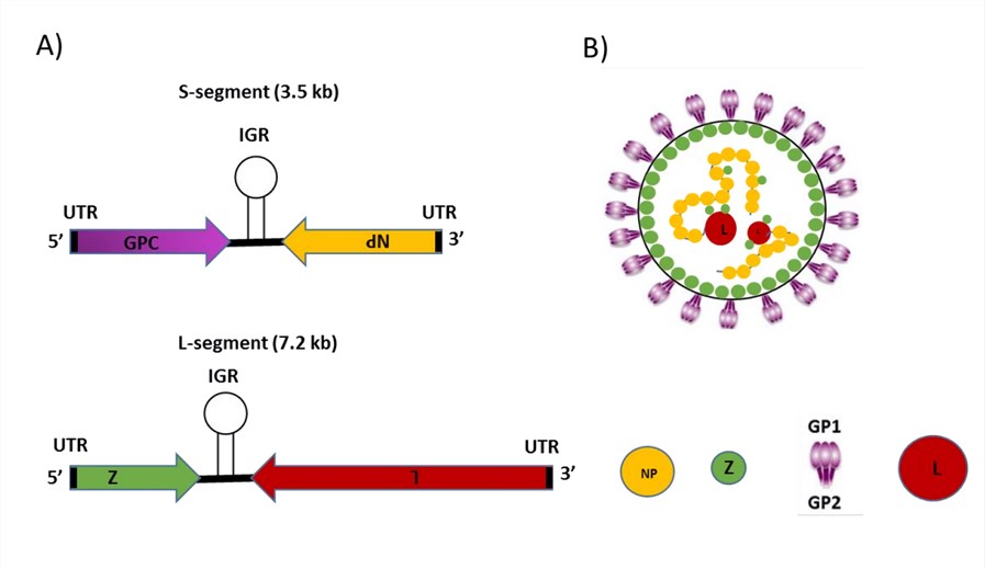 The genome and virion structure of Mammarenavirus LCMV. 