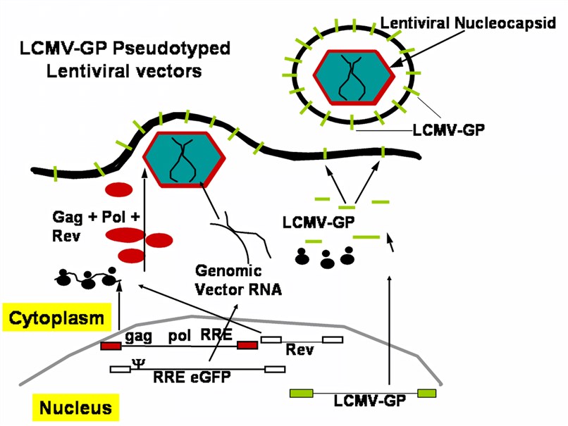 A packaging cell line for LCMV-GP pseudotyped lentiviral vectors. 