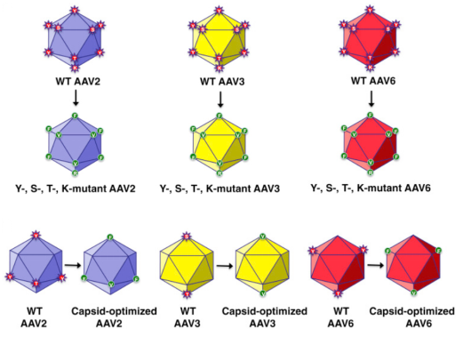 Schematic Representation of the Capsid-Modified Recombinant AAV Serotype Vectors.