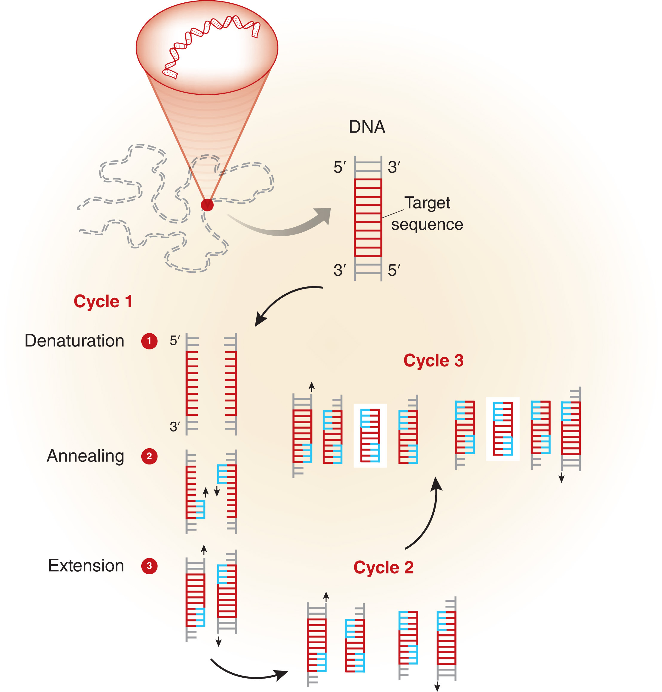 Schematic presentation of the PCR principle.