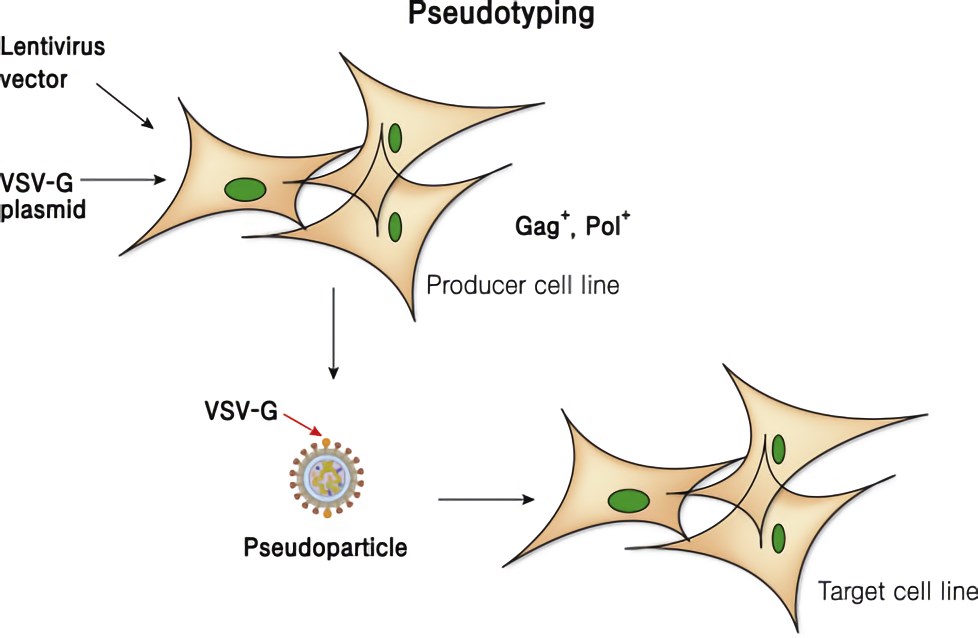 LVs are pseudotyped with VSVG. 