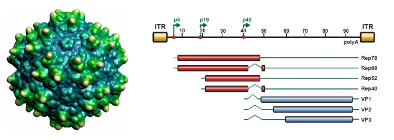 Capsid and genome structure of AAV2.