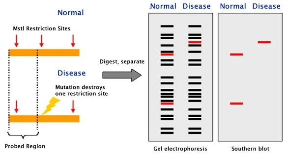 How restriction fragment length polymorphism (RFLP) works