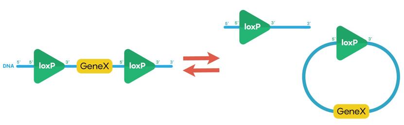 Self-deleting lentiviral vector service. 