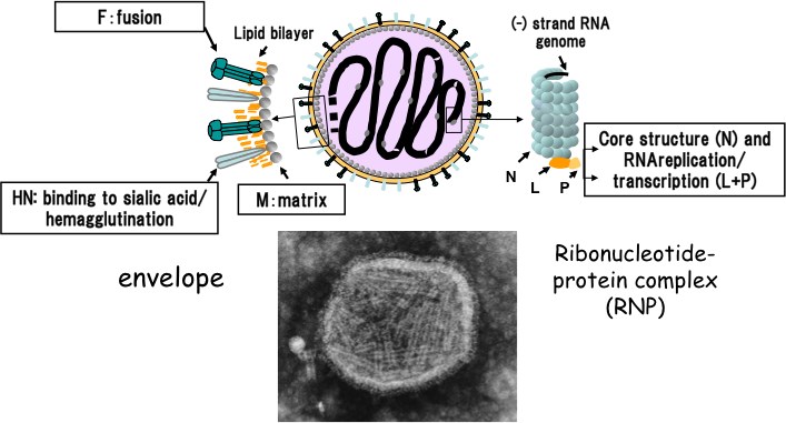  Schematic model and electron microscope photograph of SeV.