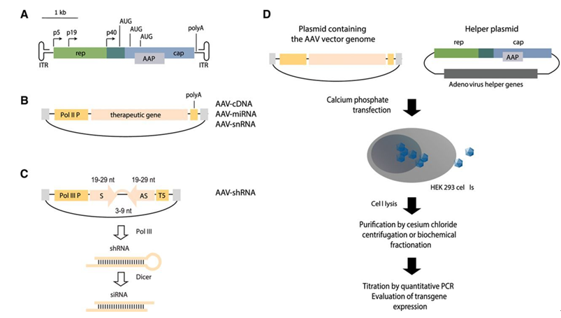 Adeno-associated virus (AAV) vectors.