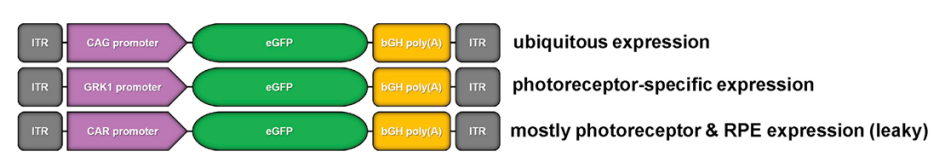 Outline of AAV reporter cassettes driven by ubiquitous or photoreceptor promoters.