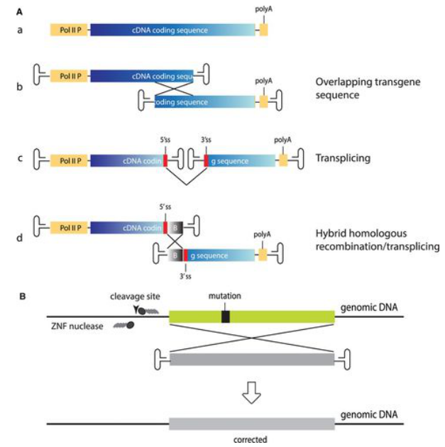 AAV vectors for the expression of large transcripts and for gene correction.