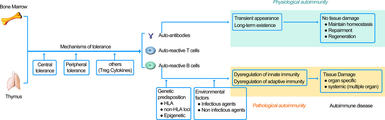 Summary of the Development of Autoimmune Disease