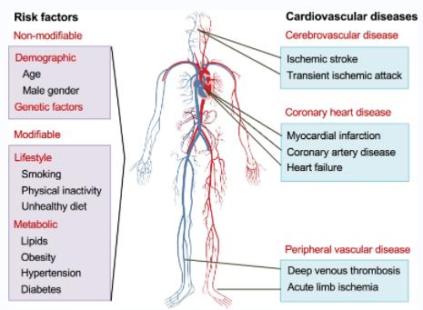 Cardiovascular Diseases and Their Risk Factors