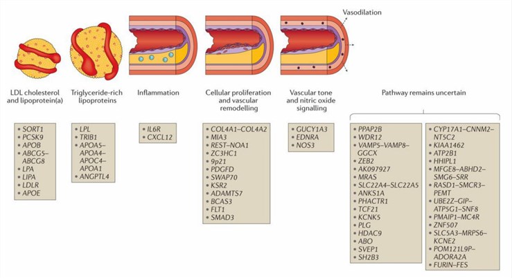 Physiologic pathways related to genetic loci associated with coronary artery disease